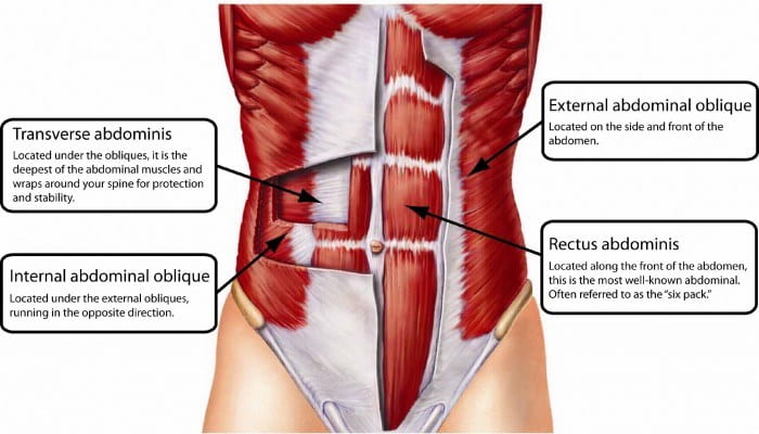 core muscles